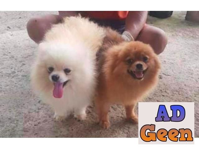 used Shot hight long hair pomeranian puppies male female available for sale 